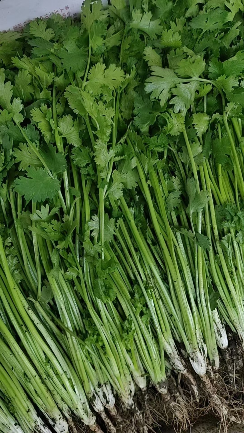 香菜大量上市产地直发价格美丽对接各大商超欢迎咨询