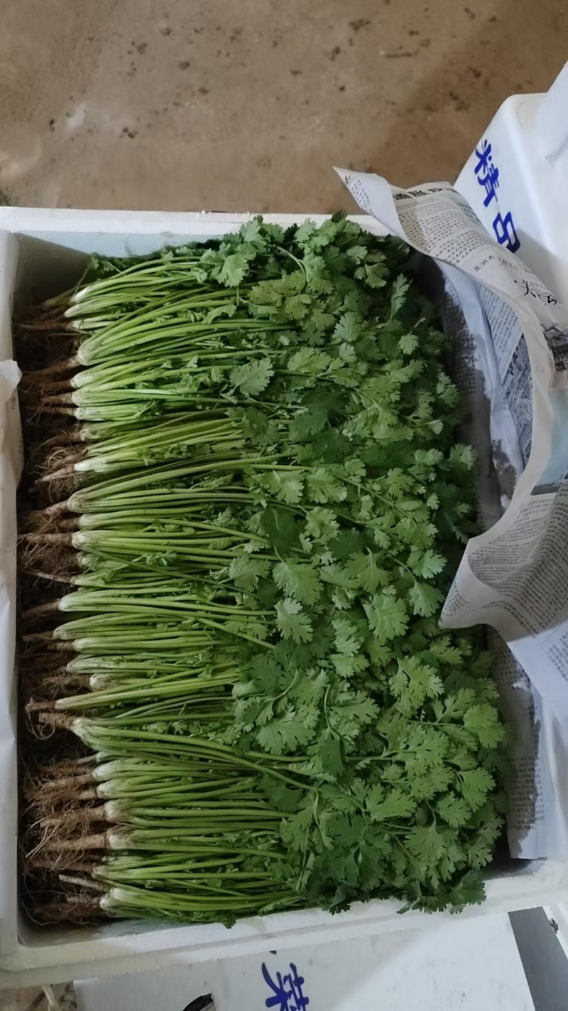 香菜大量上市产地直发价格美丽对接各大商超欢迎咨询