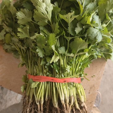 香菜大量上市产地直发价格美丽对接各大商超欢迎咨询