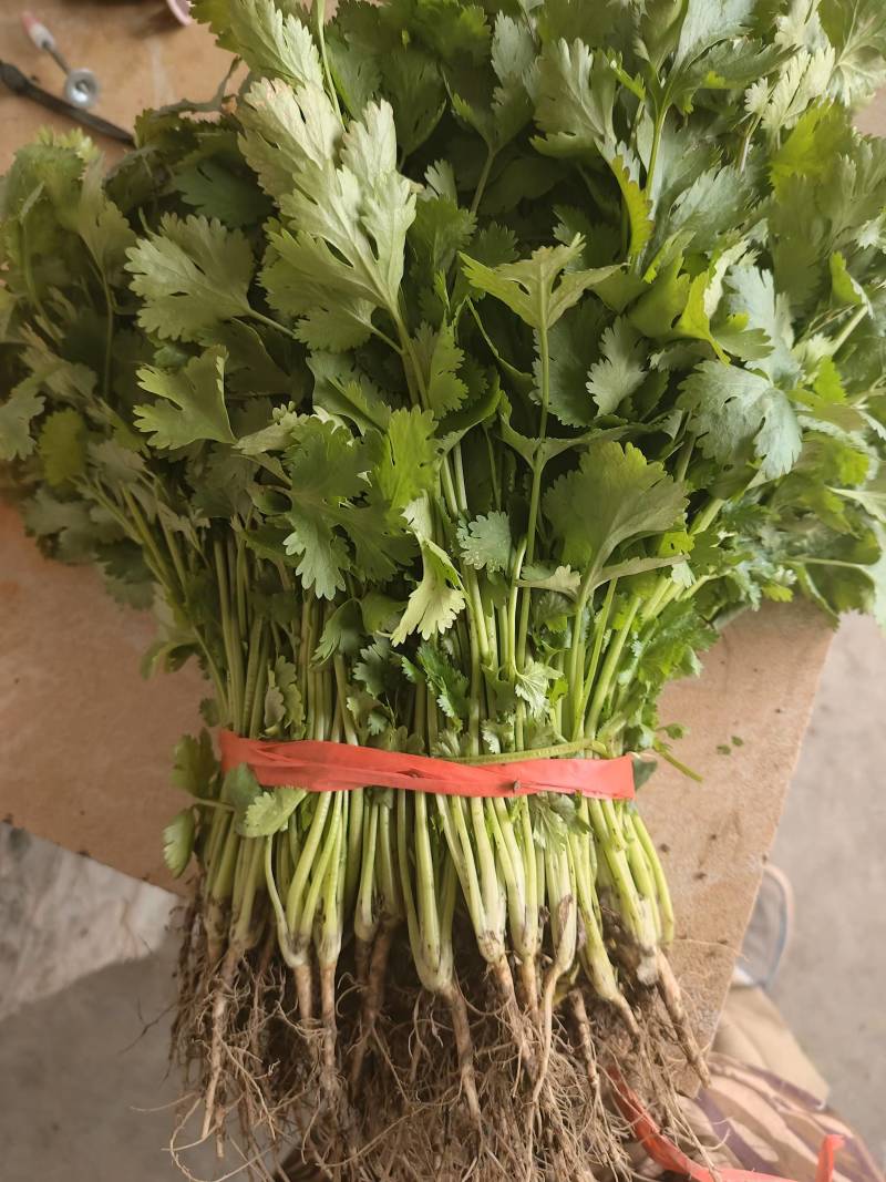 香菜大量上市产地直发价格美丽对接各大商超欢迎咨询