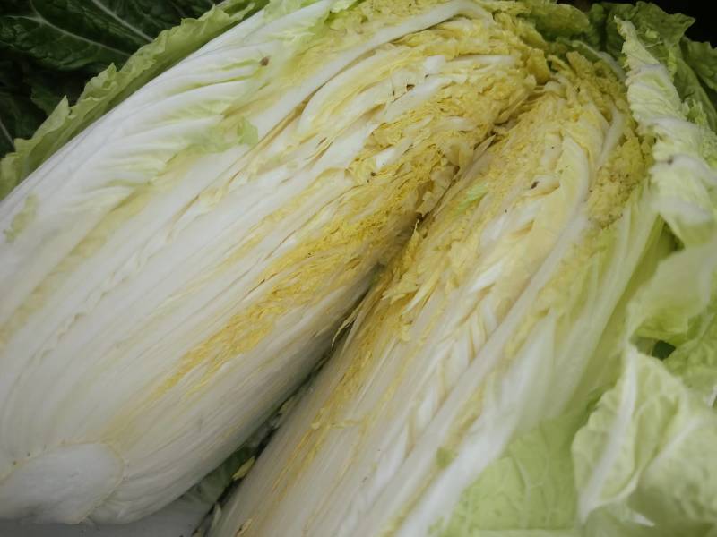 精品黄心大白菜产地直发量大从优对接商超欢迎咨询