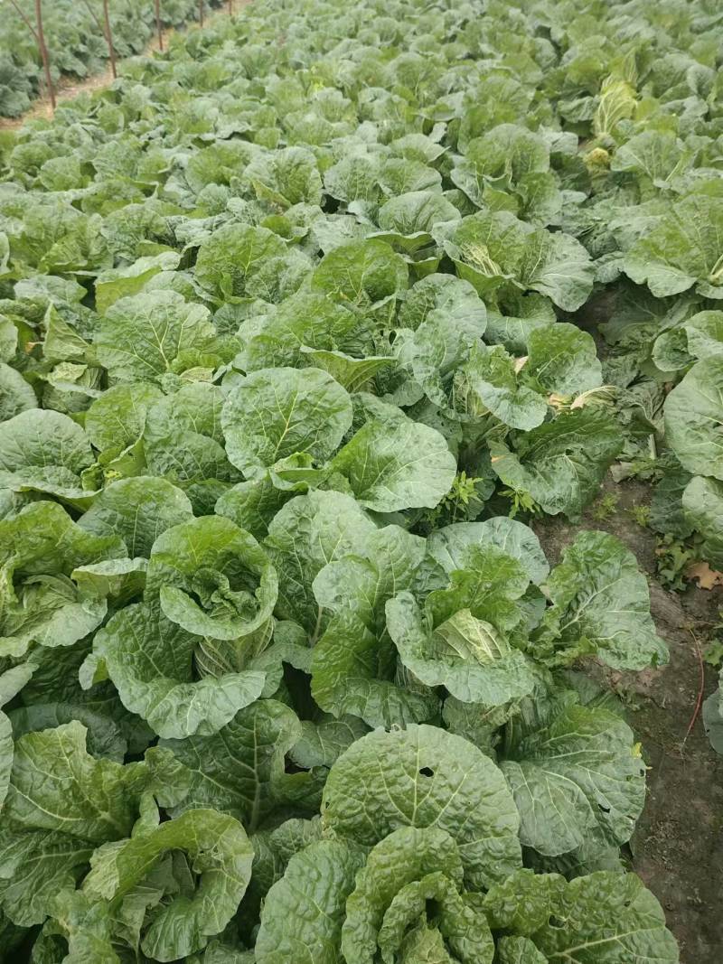 精品黄心大白菜产地直发量大从优对接商超欢迎咨询