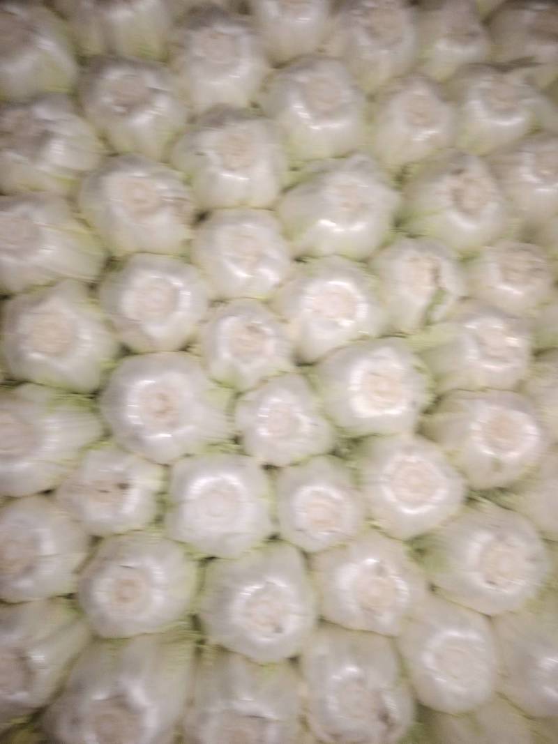 精品黄心大白菜产地直发量大从优对接商超欢迎咨询
