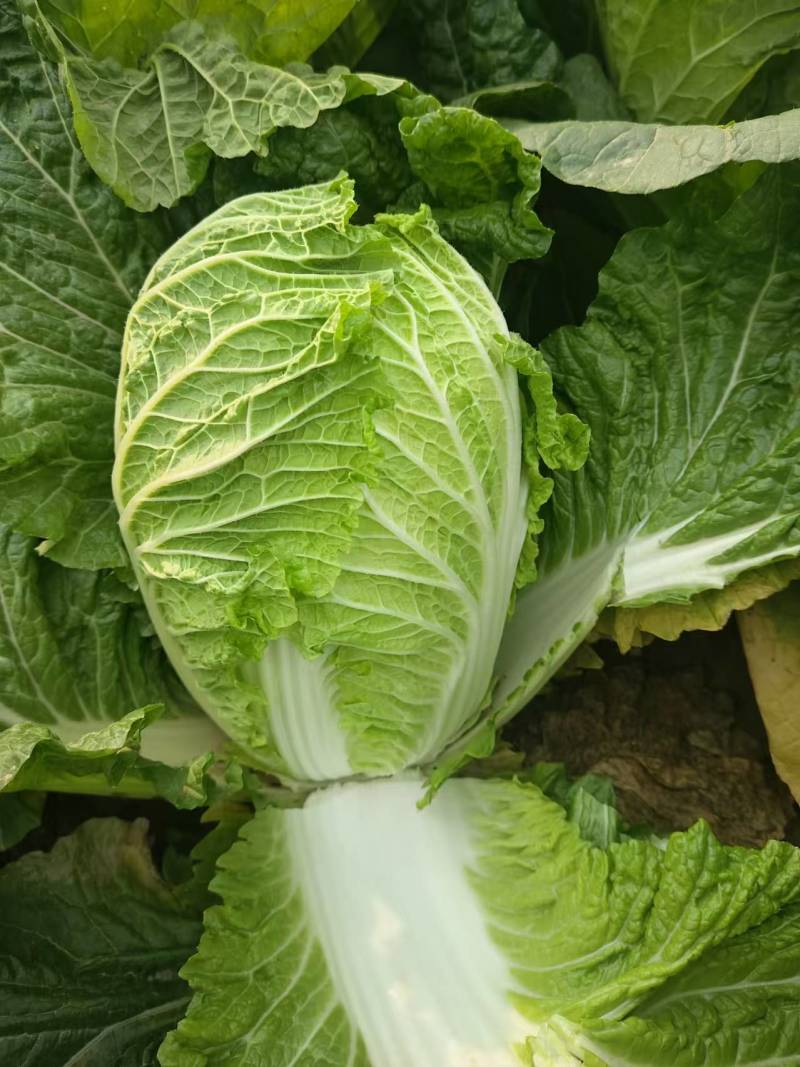 精品黄心大白菜产地直发量大从优对接商超欢迎咨询