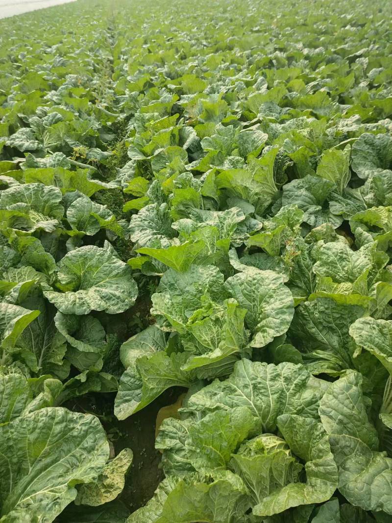 精品黄心大白菜产地直发量大从优对接商超欢迎咨询