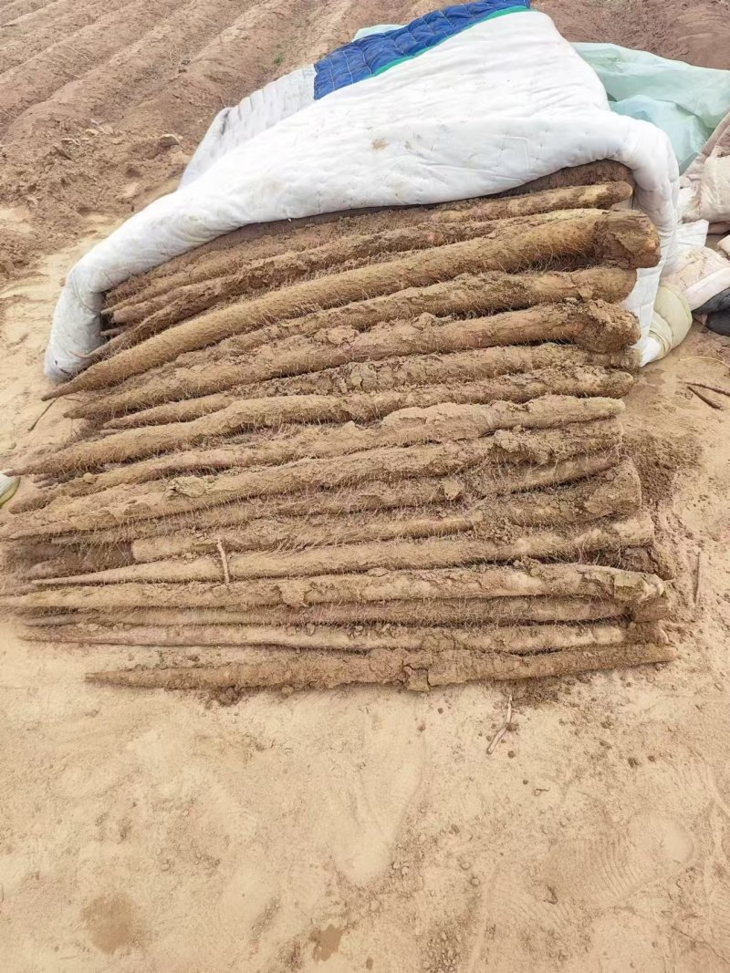 九斤黄精品山药产地直发一手货源电商时长商超