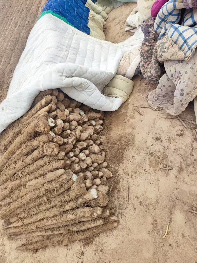 九斤黄精品山药产地直发一手货源电商时长商超