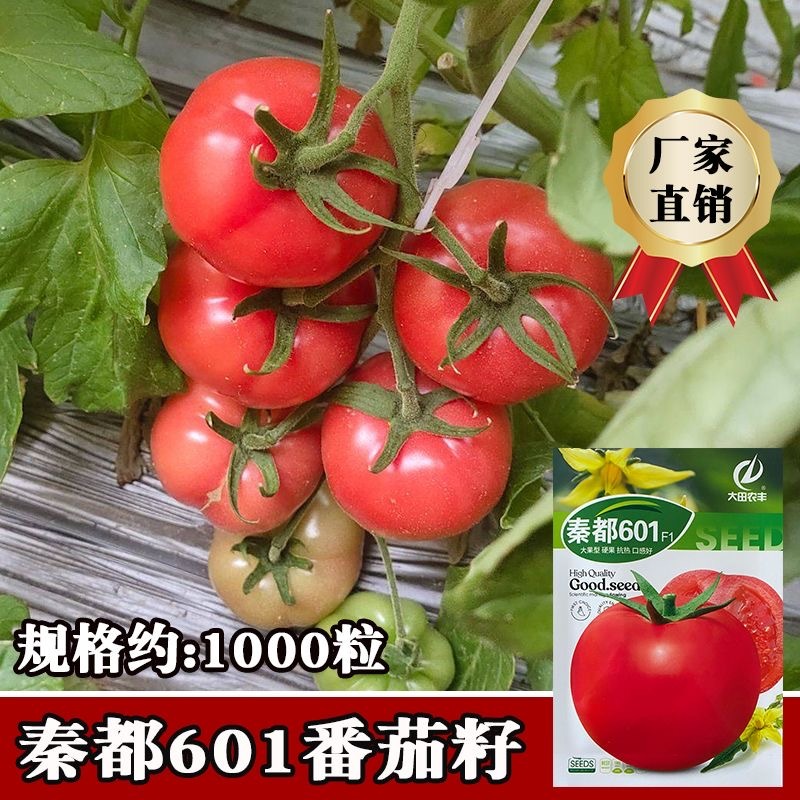 秦都604番茄种子无限生长大果型硬果抗热口感好
