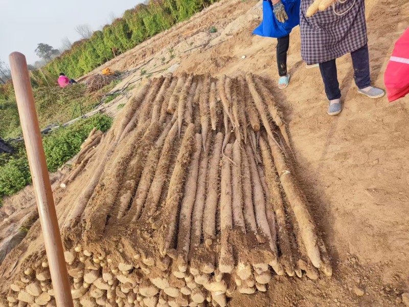 九斤黄山药一级通货提供人工包装分拣运输等一条龙服务
