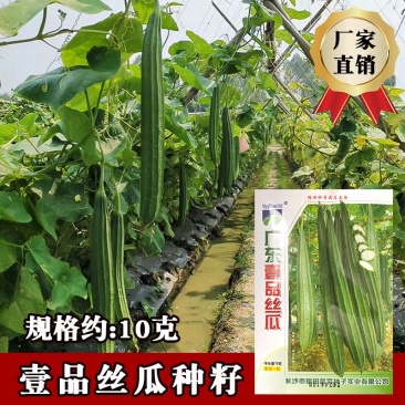 广东壹品丝瓜种子色深绿肉质结实口感脆甜不空心