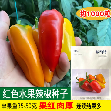 威纳特红色水果辣椒种子无限生长型果实均匀甜度高