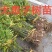 元患子树苗产地直发一手货源全国发货成活率高