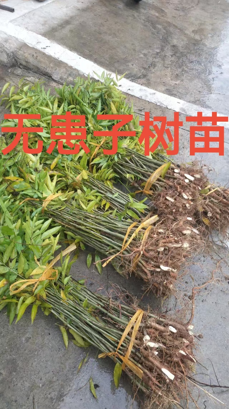 元患子树苗产地直发一手货源全国发货成活率高