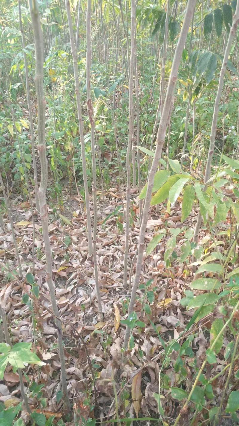元患子树苗产地直发一手货源全国发货成活率高