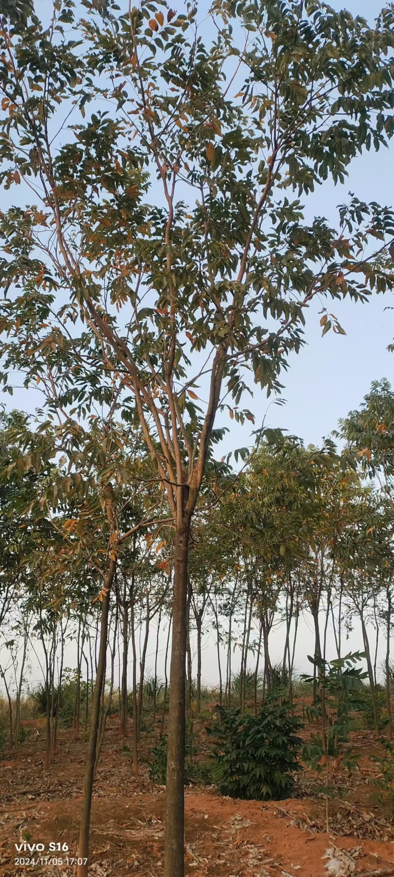 元患子树苗产地直发一手货源全国发货成活率高