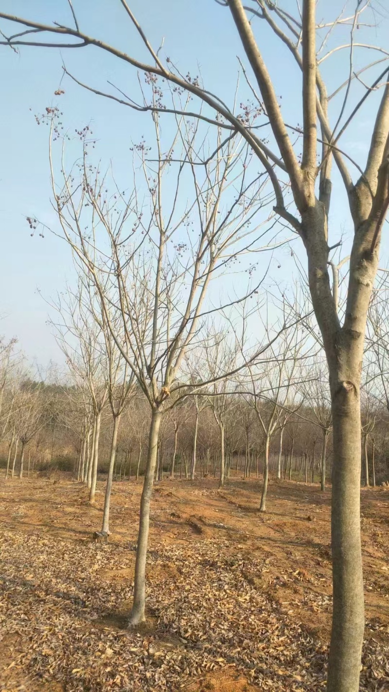 元患子树苗产地直发一手货源全国发货成活率高