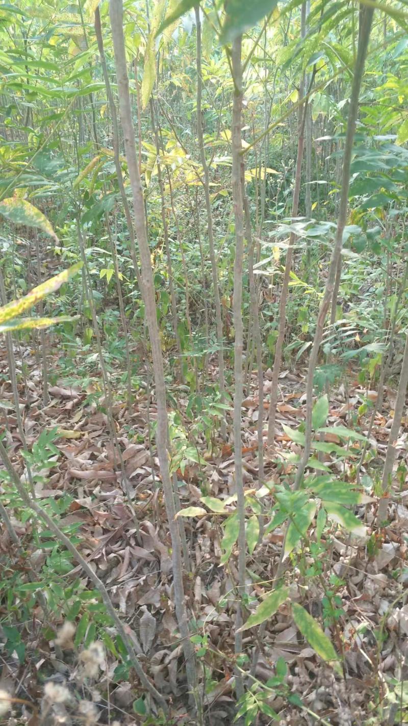 元患子树苗产地直发一手货源全国发货成活率高