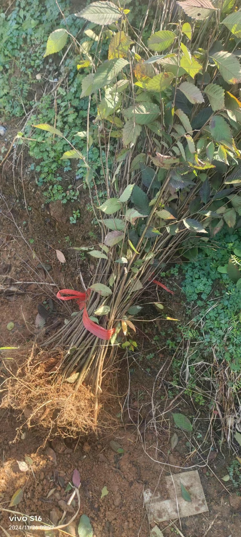 榉树成活率高保质保量自由交易支持视频看货全国发货