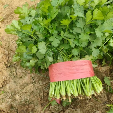 【推荐】山东精品香菜产地直发量大价优可视频看货欢迎