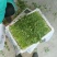 【推荐】山东精品香菜产地直发量大价优可视频看货欢迎