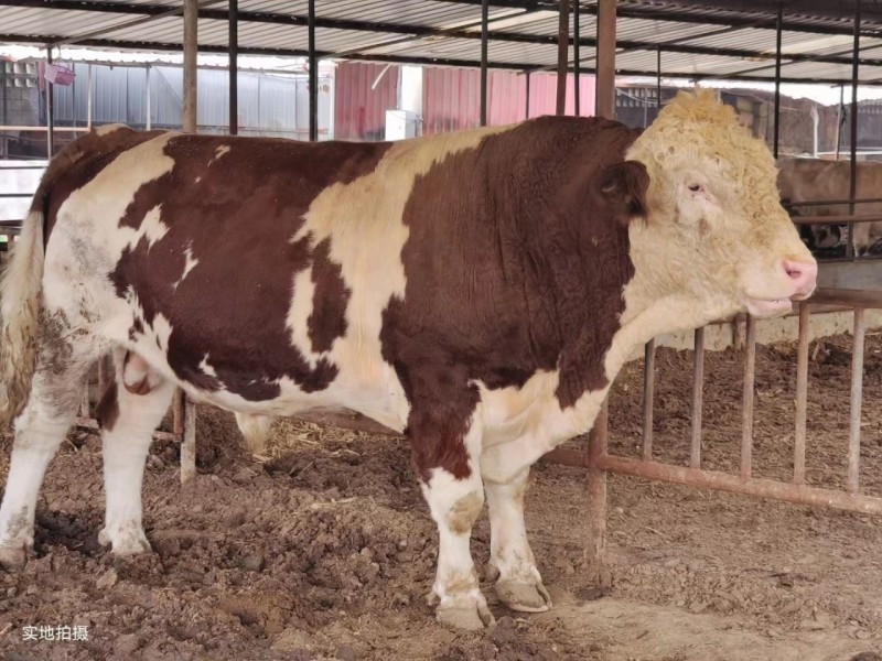 小牛犊肉牛崽活体鲁西黄牛活体3-6个月肉牛犊活体西门塔尔