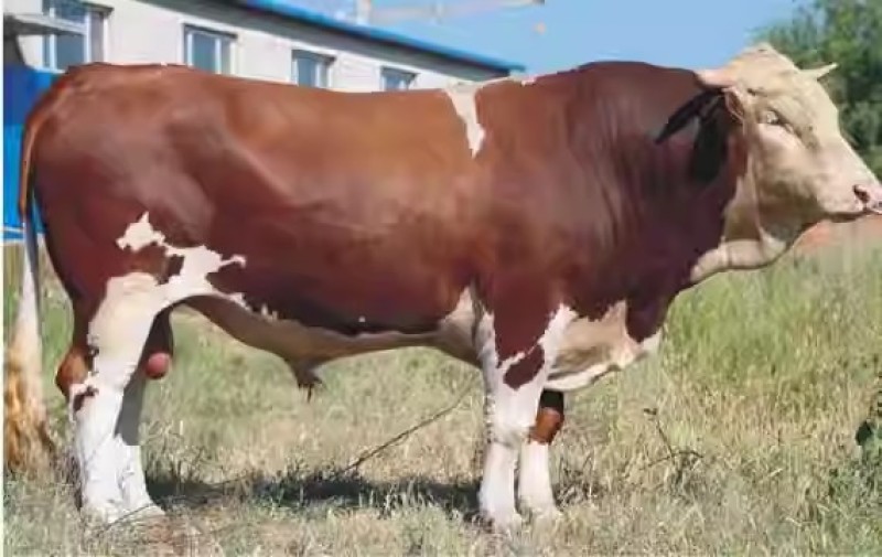 小牛犊肉牛崽活体鲁西黄牛活体3-6个月肉牛犊活体西门塔尔