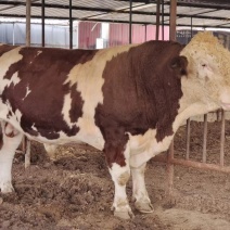 小牛犊肉牛崽活体鲁西黄牛活体肉牛犊活体西门塔尔牛犊