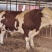 肉牛犊活体西门塔尔牛纯种牛犊小活体四川3-6个月苗江西黄