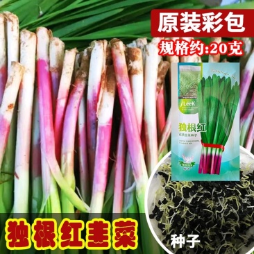 独根红韭菜种子四季红根耐热抗寒直立型