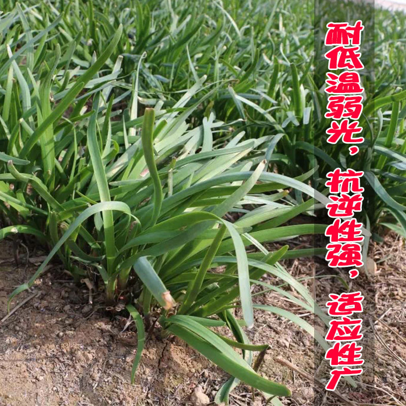独根红韭菜种子四季红根耐热抗寒直立型