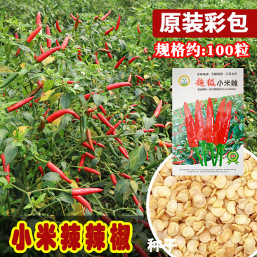 小米辣椒种子三系杂交香辣味浓干鲜两用抗病