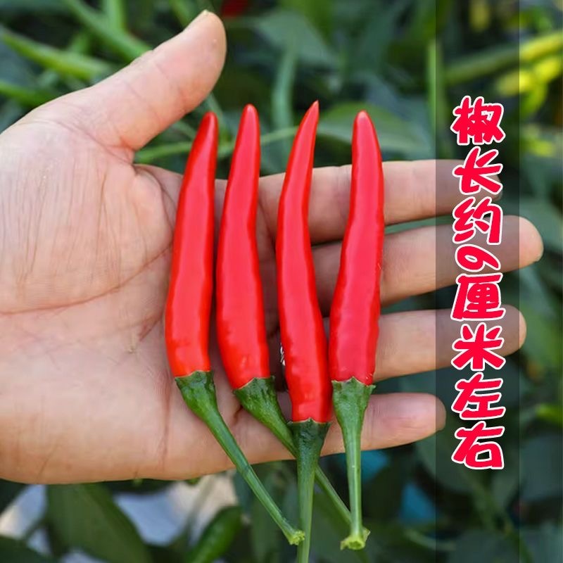 小米辣椒种子三系杂交香辣味浓干鲜两用抗病