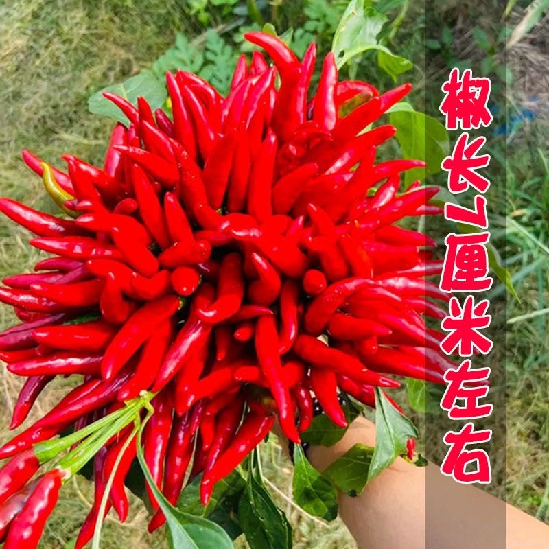 新一代椒王朝天椒种子高辣簇生型抗病色泽深香辣味特浓