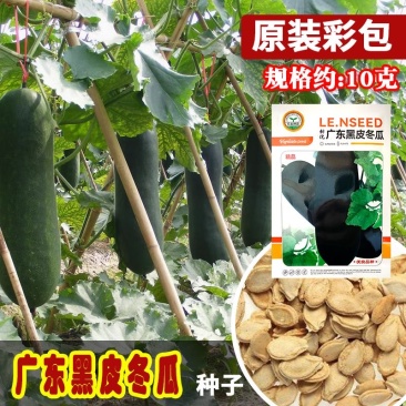 广东黑皮冬瓜种子皮黑绿肉白而厚耐贮运