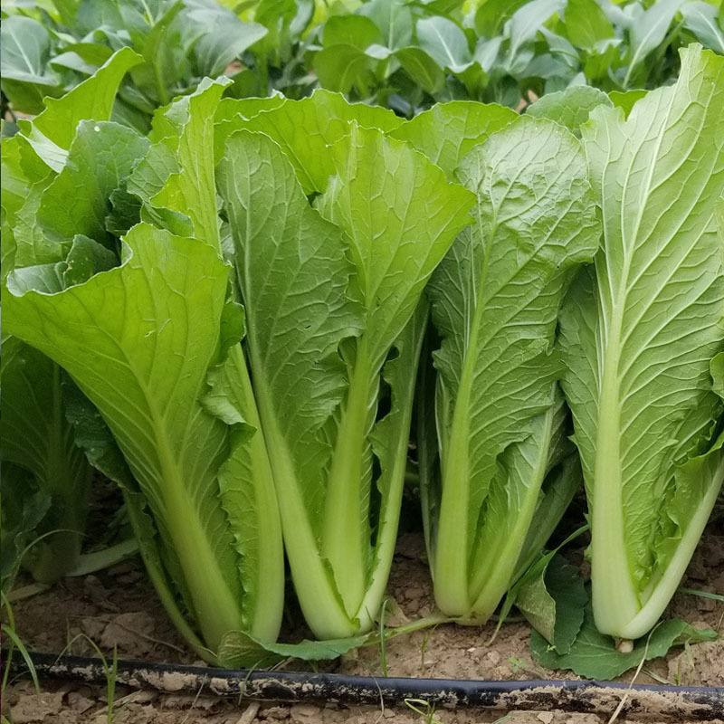 速生绿秀种子耐热抗病口感好20克苗用小白菜蔬菜种