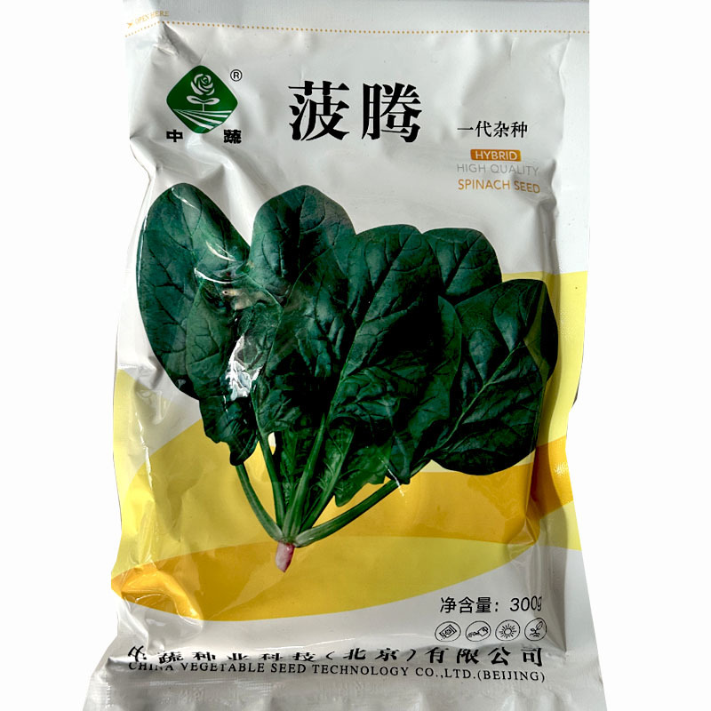 中蔬菠腾杂交菠菜种子中熟尖圆叶耐宽扎耐抽薹春秋种植