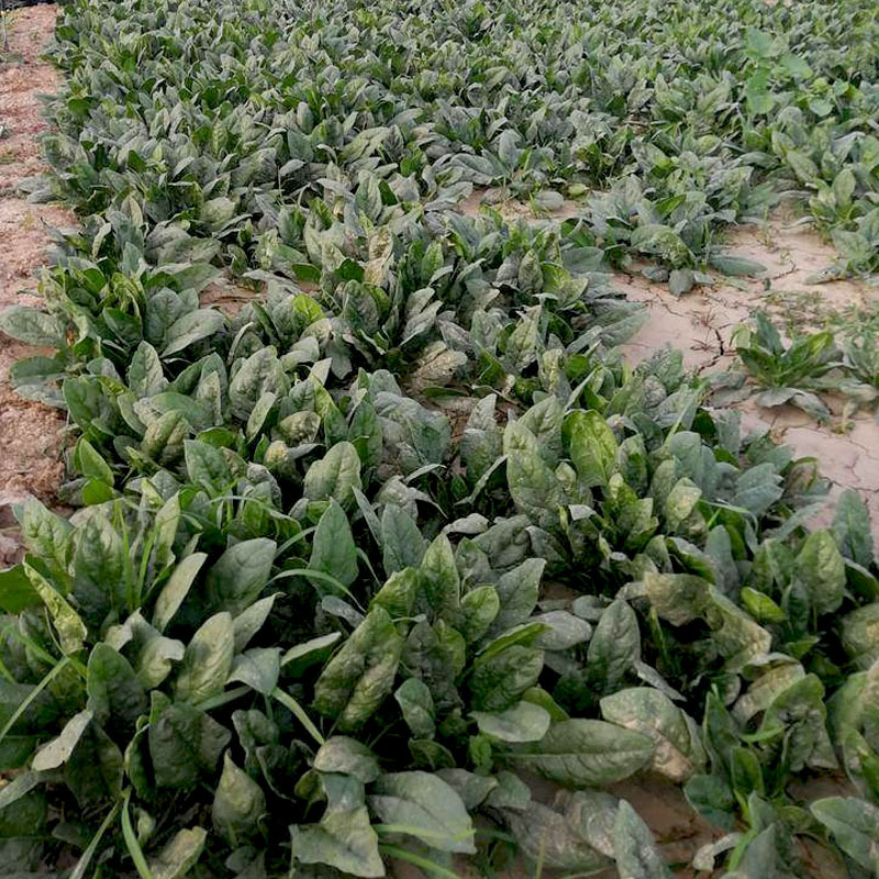 中蔬菠腾杂交菠菜种子中熟尖圆叶耐宽扎耐抽薹春秋种植