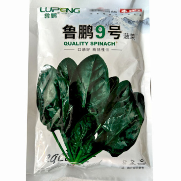 鲁鹏9号菠菜种子春秋季尖圆叶菠菜籽直立耐抽薹深绿色