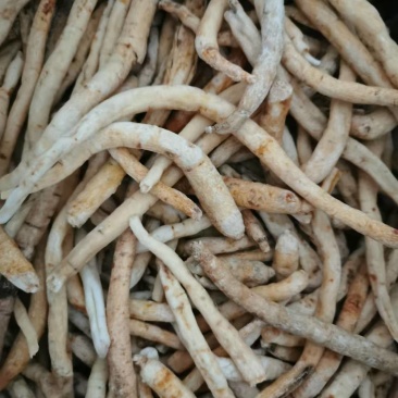 川明参四川沙参无硫药食两用货源充足量大从优