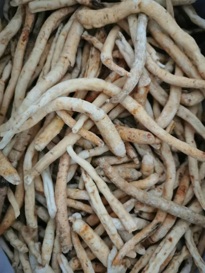 川明参四川沙参无硫药食两用货源充足量大从优