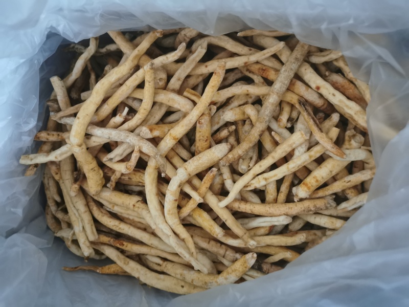 川明参四川沙参无硫药食两用货源充足量大从优
