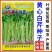 富贵黄心白芹种子叶柄长耐粗香味浓