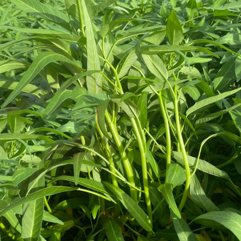 泰国柳绿空心菜种子青梗通心菜种竹叶通心菜蔬菜种子青梗小叶