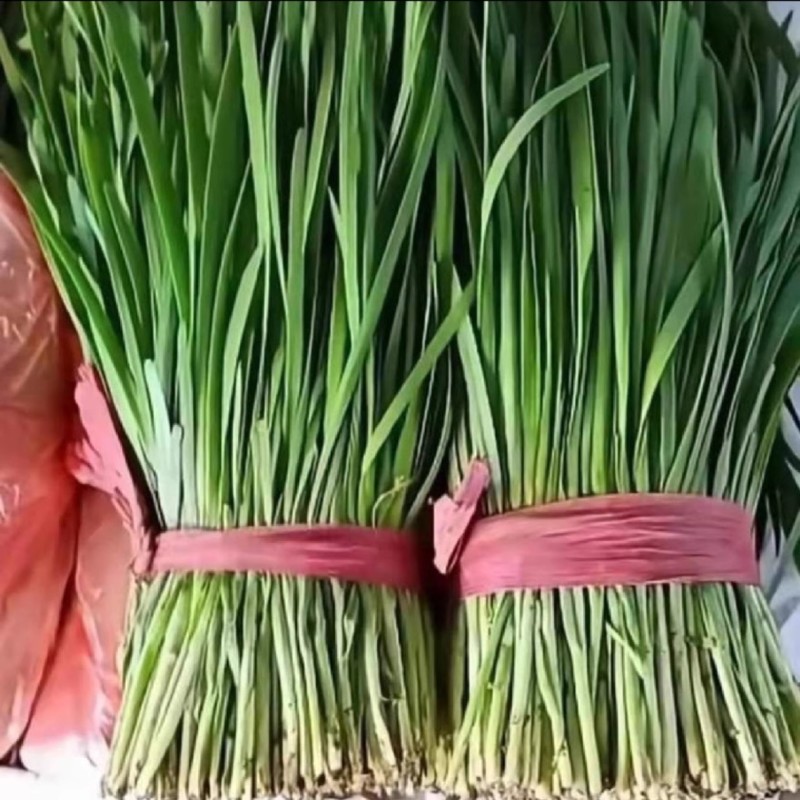 久星四季青韭菜种子抗病抗寒不休眠年收割七八刀