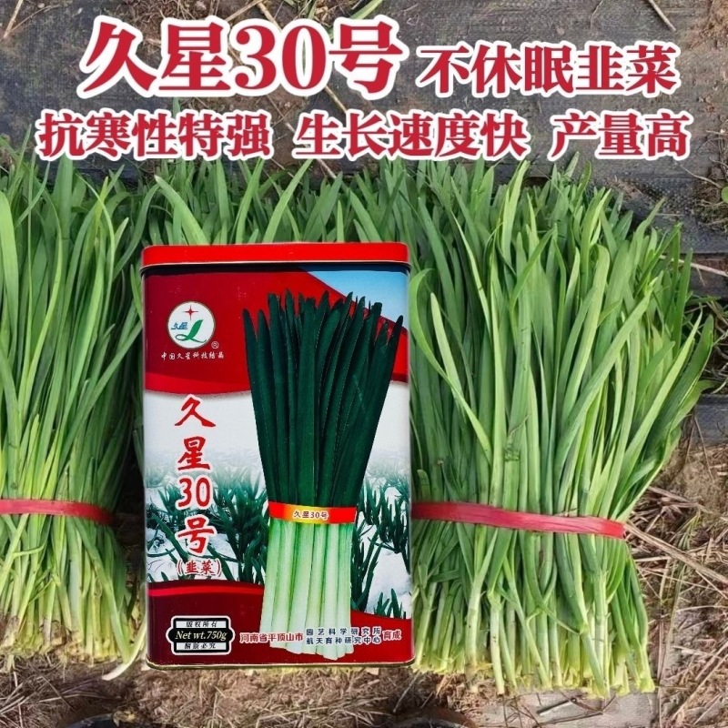 久星30号韭菜种子不休眠抗病抗寒强年割8-9刀