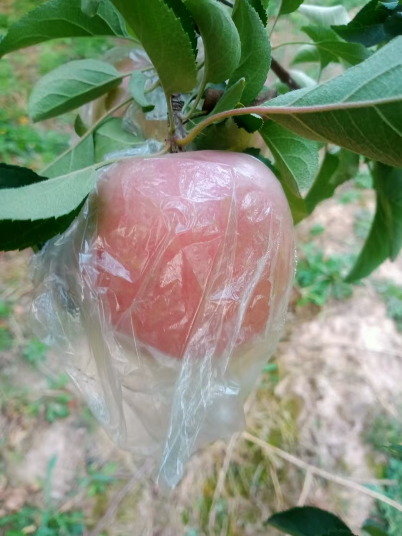 【红富士苹果】山西运城纸加膜红富士苹果产地直发质量保证