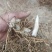 三叉紫花巨茎白芨种苗大量上市，全国发货，全国包邮量大从优