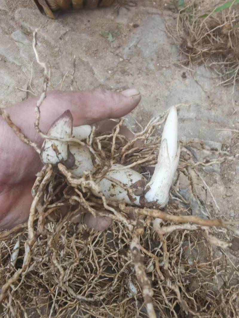 三叉紫花巨茎白芨种苗大量上市，全国发货，全国包邮量大从优