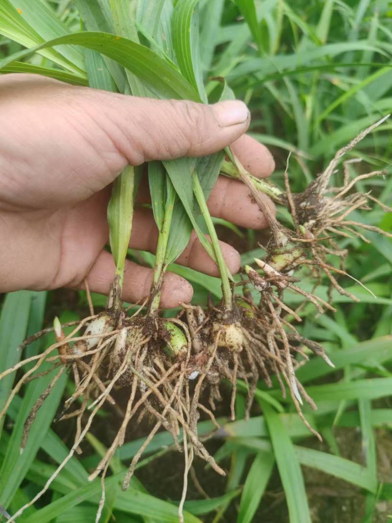 三叉紫花巨茎白芨种苗大量上市，全国发货，全国包邮量大从优