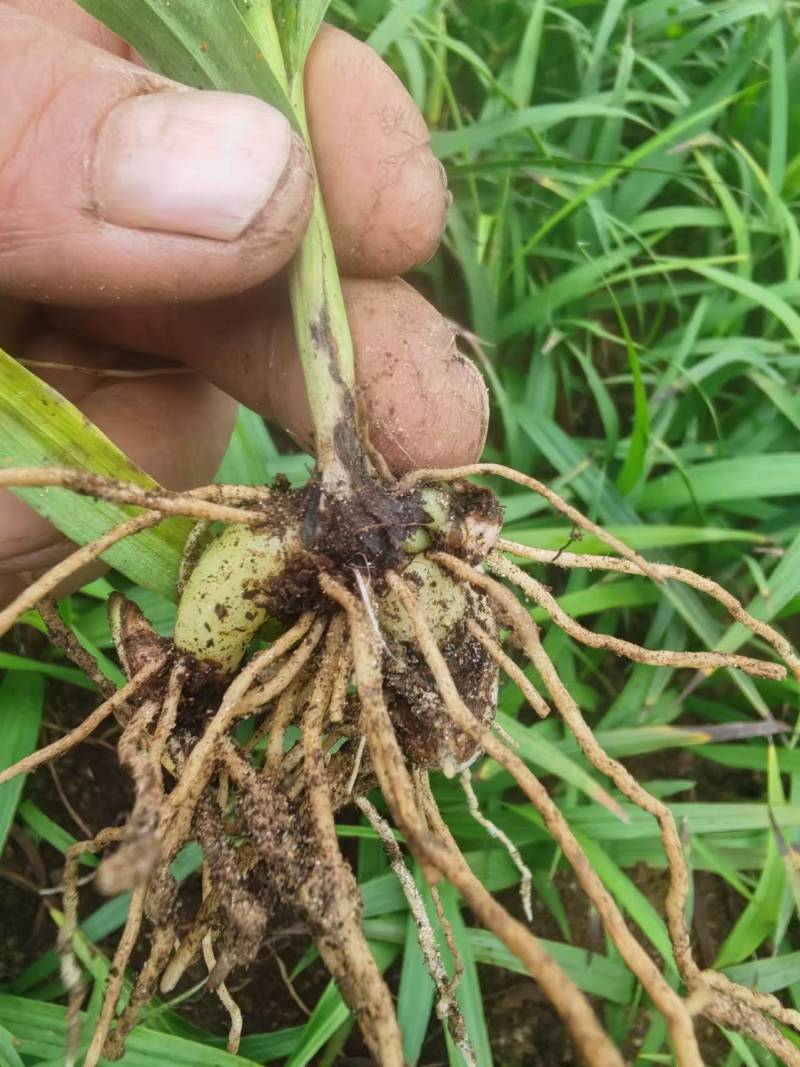 三叉紫花巨茎白芨种苗大量上市，全国发货，全国包邮量大从优
